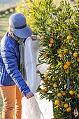 Protection of a citrus fruit before a winter frost
