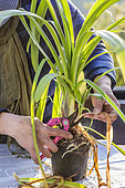 Repotting an agapanthus in a pot, at the end of winter, before spring: cleaning the old foliage.