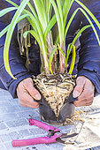 Repotting an agapanthus in a pot, at the end of winter, before spring: split the pot deformed by the bulky roots.
