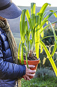 Repotting an agapanthus in a pot, at the end of winter, before spring: move the pot