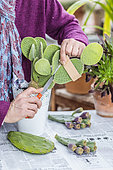 Cutting a cactus (Opuntia): cutting paddles while protecting yourself from the thorns