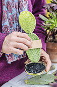 Cutting a cactus (Opuntia): soak the base of the cutting in charcoal to help healing