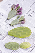 Cutting a cactus (Opuntia): let it dry in the open air before replanting.