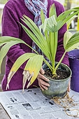 Potting a palm tree (Sabal) indoors, step by step. Subject before repotting.