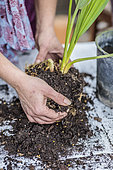Potting a palm tree (Sabal) indoors, step by step. Remove the old substrate.