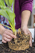 Potting a palm tree (Sabal) indoors, step by step. Palm tree ready to be replanted.