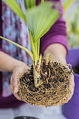 Potting a palm tree (Sabal) indoors, step by step. View of the typical rhizome of palms of the genus Sabal.