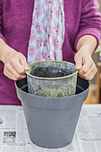 Potting a palm tree (Sabal) indoors, step by step. Choice of pot, larger than the previous one.