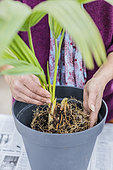 Potting a palm tree (Sabal) indoors, step by step. Positioning of the subject in its new pot.