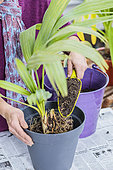 Potting a palm tree (Sabal) indoors, step by step. Filling with potting soil.
