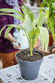 Potting a palm tree (Sabal) indoors, step by step. Watering