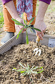 Woman preparing a vegetable patch in late winter, step by step. Pulling weeds in rosettes.