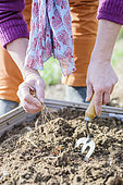 Woman preparing a vegetable patch in late winter, step by step. Removing root remains to keep the soil clean.