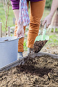 Woman preparing a vegetable patch in late winter, step by step. Adding composted organic amendment to enrich the soil.