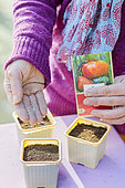 Woman sowing tomatoes in step by step. 3: pouring seeds