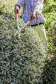 Pruning of a Shrubby Germander (Teucrium fruticans) in topiary