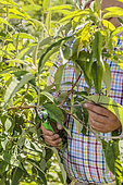 Pruning of an officinal buddleia (Buddleja officinalis), in late spring.