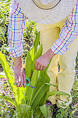 Cutting of the pineapple lily (Eucomis) step by step. Cut a leaf.