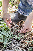 Transplanting spontaneous cyclamen seedlings in step by step. Locate and pull out seedlings around existing plants.