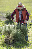 Woman pruning a rosemary, in winter.