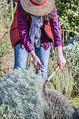 Woman pruning a helichrysum (curry plant) in winter.