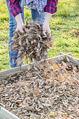 Adding dead leaves in a vegetable garden, as mulch.