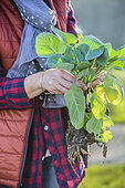 Woman holding cabbages to be transplanted, in winter