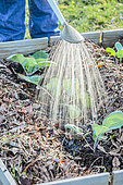 Watering freshly transplanted cabbage in a vegetable patch.