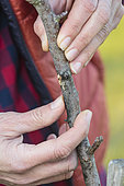 Woman examining an apple tree branch for wood-boring insects