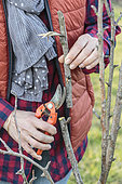 Woman cutting a damaged apple tree branch, in winter