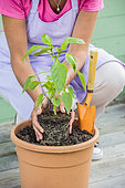 Woman planting a chili plant in a pot