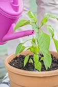 Woman planting a chili plant in a pot: watering after setting up.