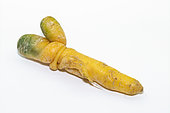 Two carrots (Daucus carota) intertwined on a white background