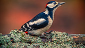 Spotted woodpecker (Dendrocopos major) male, Ardennes, Belgium