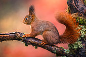 Eurasian red Squirrel (Sciurus vulgaris) on a branch, Ardennes, Belgium