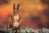 Eurasian red Squirrel (Sciurus vulgaris), Ardennes, Belgium