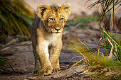 Lion (Panthera leo) cub walking. Mpumalanga. South Africa.
