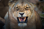 Lion (Panthera leo) snarling. Mpumalanga. South Africa.