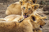 Lion (Panthera leo) cubs grooming each other. Mpumalanga. South Africa.