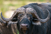 Cape buffalo or African buffalo (Syncerus caffer caffer). Mpumalanga. South Africa.