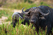Cape buffalo or African buffalo (Syncerus caffer caffer). Mpumalanga. South Africa.