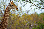 South African giraffe or Cape giraffe (Giraffa camelopardalis giraffa). Mpumalanga. South Africa.