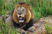 Black maned lion (Panthera leo). Mpumalanga. South Africa.