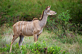 Greater kudu or kodoo (Tragelaphus strepsiceros) female. Mpumalanga. South Africa.