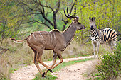 Greater kudu or kodoo (Tragelaphus strepsiceros) male galloping with a plains zebra or common zebra (Equus quagga prev, Equus burchellii) in the background. Mpumalanga. South Africa.
