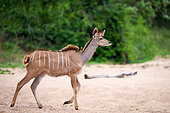 Greater kudu or kodoo (Tragelaphus strepsiceros) female. Mpumalanga. South Africa.