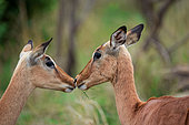 Impala (Aepyceros melampus) interacting with each other. Mpumalanga. South Africa.