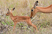 Impala (Aepyceros melampus). Mpumalanga. South Africa.