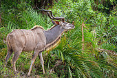 Greater kudu or kodoo (Tragelaphus strepsiceros) male feeding or browsing. Mpumalanga. South Africa.
