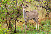 Greater kudu or kodoo (Tragelaphus strepsiceros) female. Mpumalanga. South Africa.
